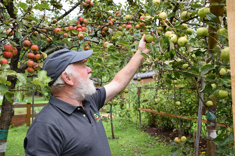 Stefan Wörter, der gewissenhafte Baumwärter, inspiziert die reifen Äpfel im Garten, ein Symbol seines Engagements für die Bewahrung alter Obstsorten.