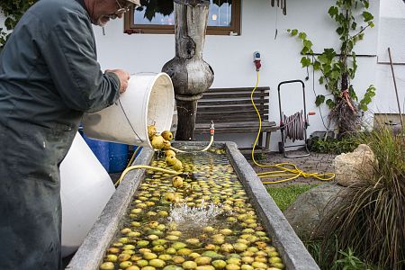 blog-baumwarter-schnapsbrennen-birnen