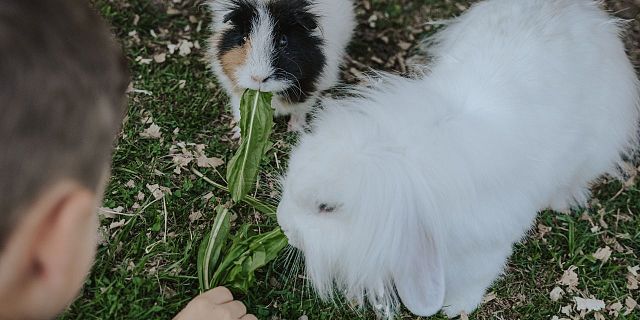 OK Komm_Mittermoos_3664_(c) Ines Entleitner